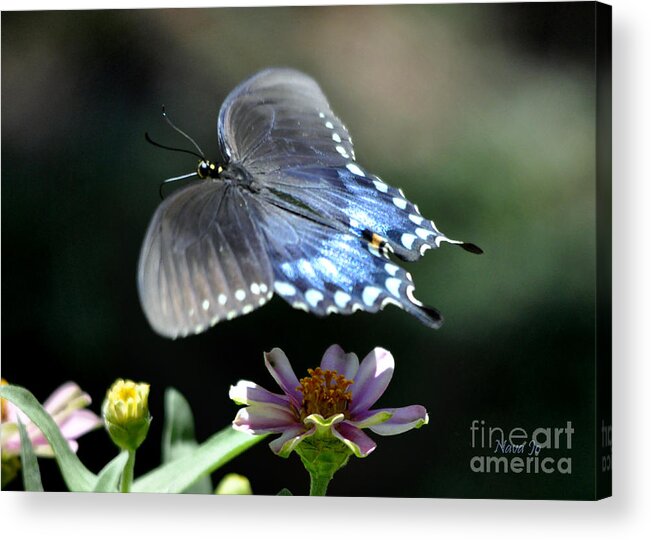 Nature Acrylic Print featuring the photograph Oh Heavenly Garden by Nava Thompson