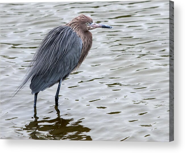 Texas Acrylic Print featuring the photograph On Alert by Carol Erikson