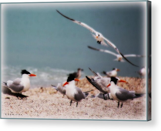 On Alert Acrylic Print featuring the photograph On Alert by Edward Smith