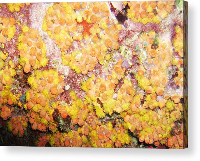 Ocean Acrylic Print featuring the photograph Orange Cups by Lynne Browne
