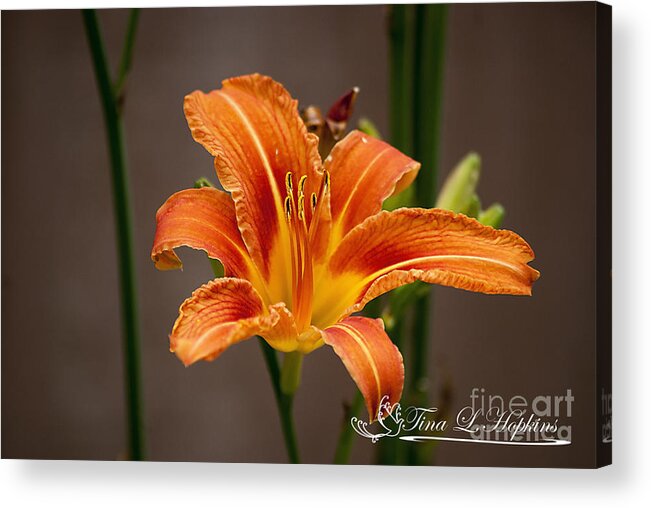 Day Acrylic Print featuring the photograph Orange Day Lily 20120620_27a by Tina Hopkins