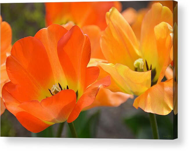 Orange Acrylic Print featuring the photograph Two Tulips by JoAnn Lense