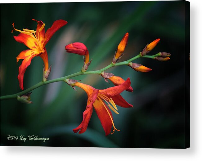 Lily Acrylic Print featuring the photograph Orange Lily by Lucy VanSwearingen