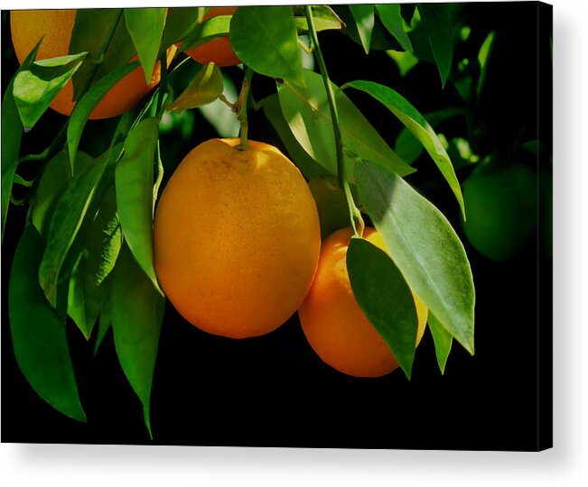 Orange Acrylic Print featuring the photograph Oranges by Nikolyn McDonald