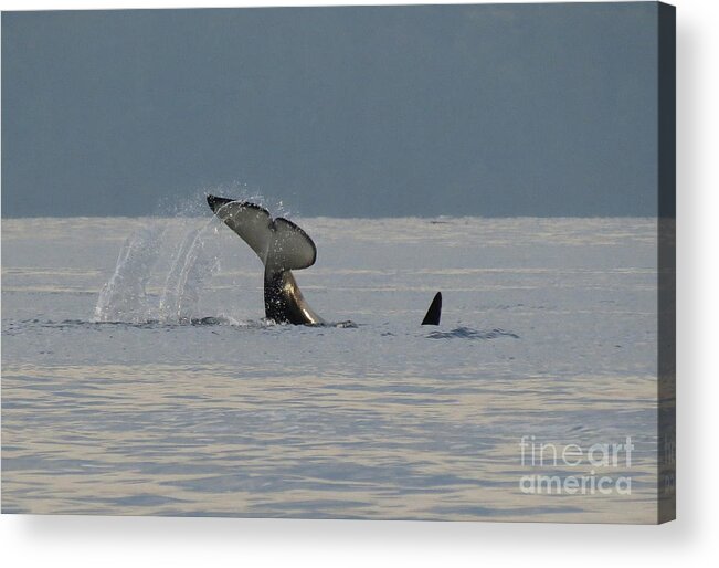 Orca Acrylic Print featuring the photograph Orca at Sunset by Gayle Swigart