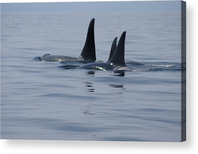 Orca Acrylic Print featuring the photograph Orca Family by Marilyn Wilson