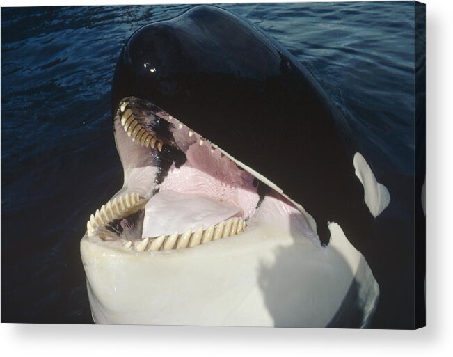 Feb0514 Acrylic Print featuring the photograph Orca Portrait North America by Flip Nicklin
