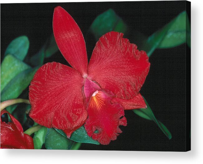 Flower Acrylic Print featuring the photograph Orchid 12 by Andy Shomock