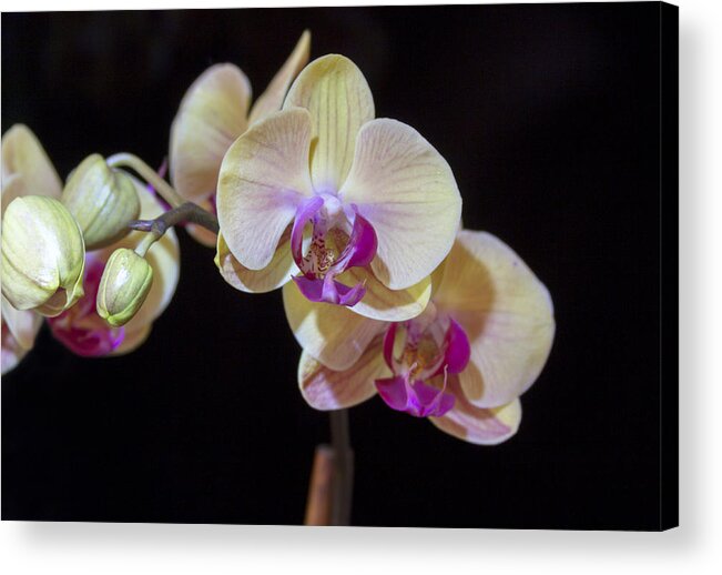 Orchids Acrylic Print featuring the photograph Orchids on Black by Dana Moyer