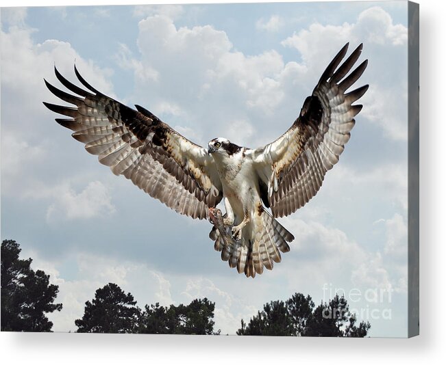 Birds Acrylic Print featuring the photograph Osprey With Fish In Talons by Kathy Baccari