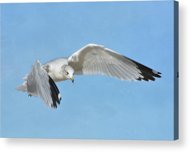 Ring Billed Gull Acrylic Print featuring the photograph Out Of The Blue 7 by Fraida Gutovich