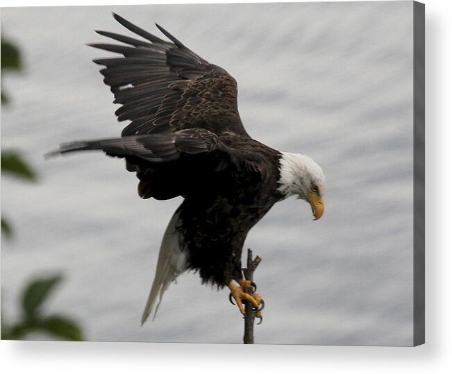 Eagle Acrylic Print featuring the photograph Pacific Northwest Eagle by Mary Gaines