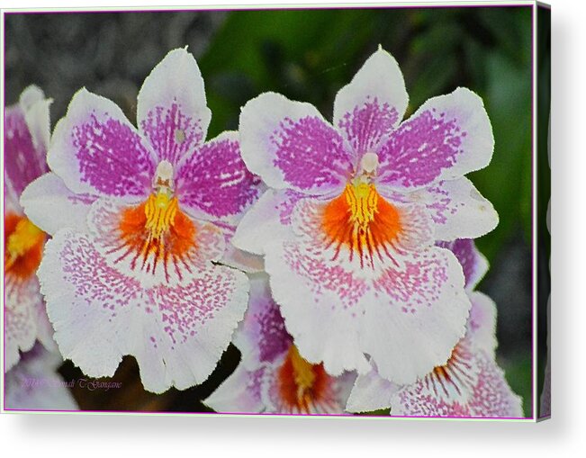 Painterly Flora Acrylic Print featuring the photograph Painted Orchids by Sonali Gangane