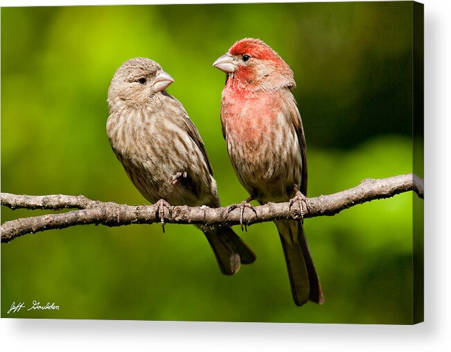 Affectionate Acrylic Print featuring the photograph Pair of House Finches in a Tree by Jeff Goulden