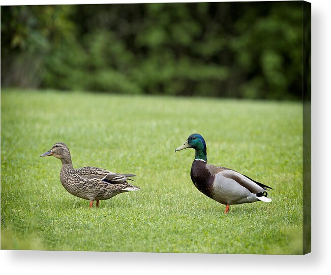 Nature Acrylic Print featuring the photograph Pair of Mallard Ducks by Paul W Sharpe Aka Wizard of Wonders