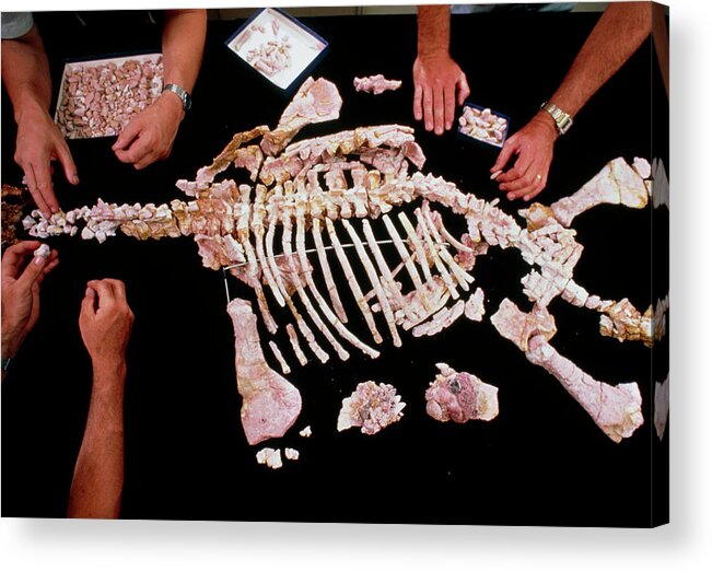 Palaenotology Acrylic Print featuring the photograph Palaeontologists Reconstructing Fossil Plesiosaur by Peter Menzel/science Photo Library