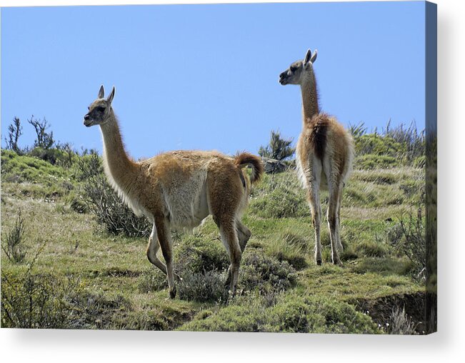 Chile Acrylic Print featuring the photograph Patagonian Guanacos by Michele Burgess