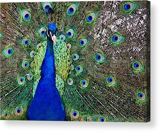 Peacock Acrylic Print featuring the photograph Peacock by Patricia Bolgosano