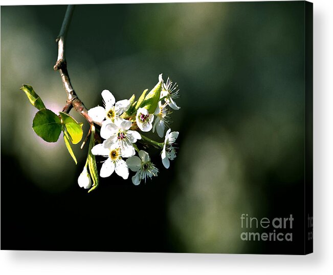 Spring Acrylic Print featuring the photograph Pear Blossom Digital by Linda Cox