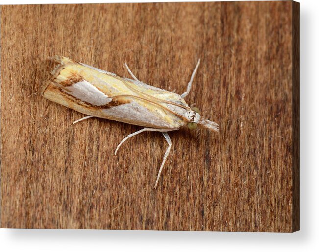 Insect Acrylic Print featuring the photograph Pearl Grass-veneer Moth by Nigel Downer