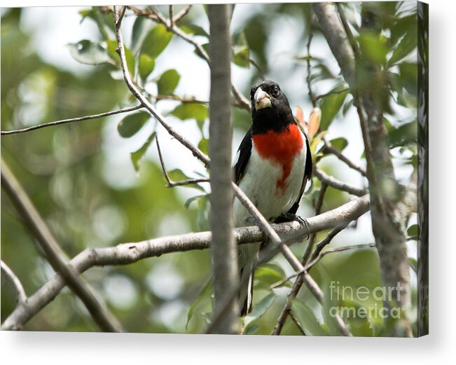 Rose-breasted Grosbeak Acrylic Print featuring the photograph Peeking Grosbeak by Cheryl Baxter