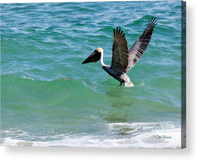 Pelican Preparing For Takeoff Acrylic Print featuring the photograph Pelican Preparing for Takeoff by Michelle Constantine
