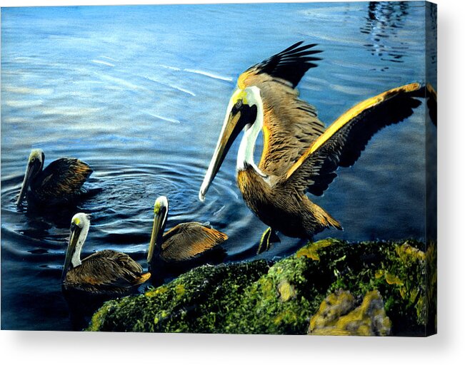 Pelicans Acrylic Print featuring the painting Pelicans by Cindy McIntyre