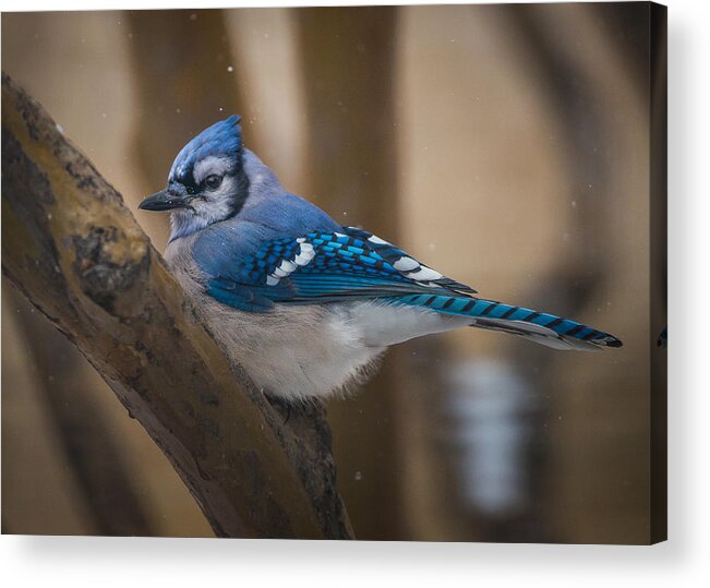 Blue Jay Acrylic Print featuring the photograph Perched Jay by David Downs