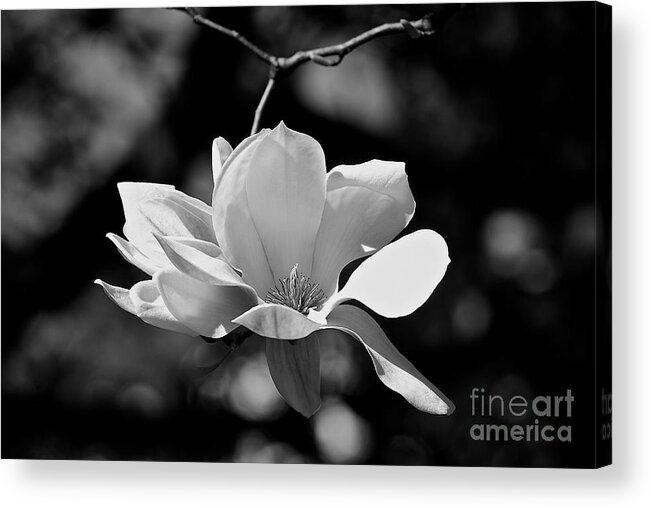 Black And White Acrylic Print featuring the photograph Perfect Bloom Magnolia In White by Frank J Casella