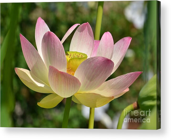 Lotus Acrylic Print featuring the photograph Perfection by Kathy Baccari