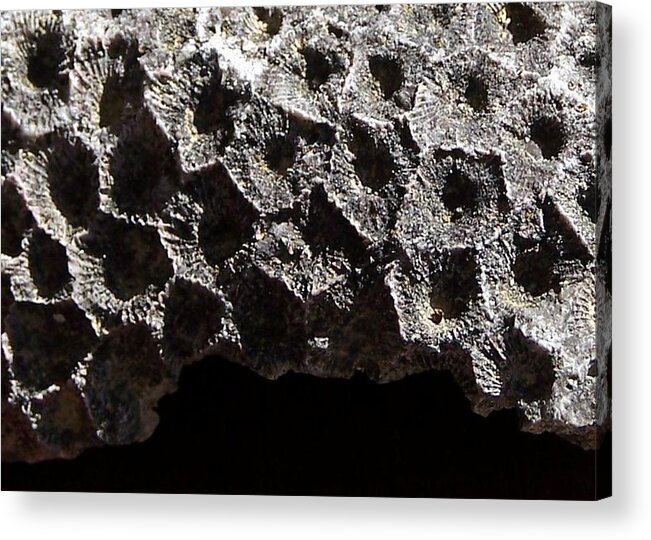 Petoskey Acrylic Print featuring the photograph Petoskey Stone by Kathleen Luther