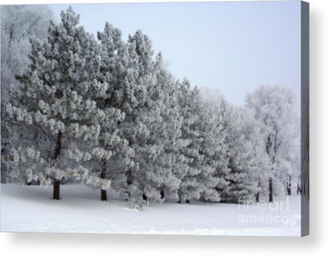 Pines Acrylic Print featuring the photograph Pines In The Winter by Tina Hailey