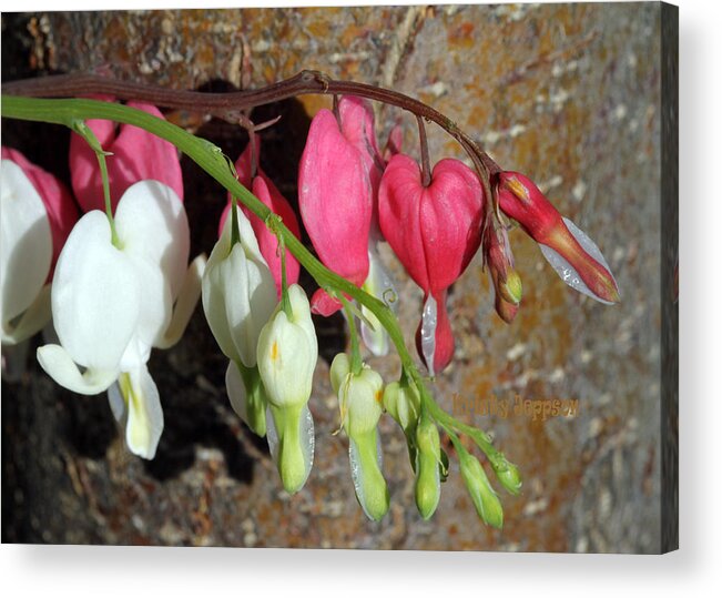 Flower Acrylic Print featuring the photograph Pink and White by Kristy Jeppson