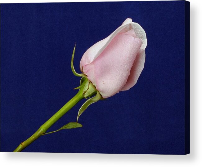 Pink Acrylic Print featuring the photograph Pink Bud by Michael Gordon