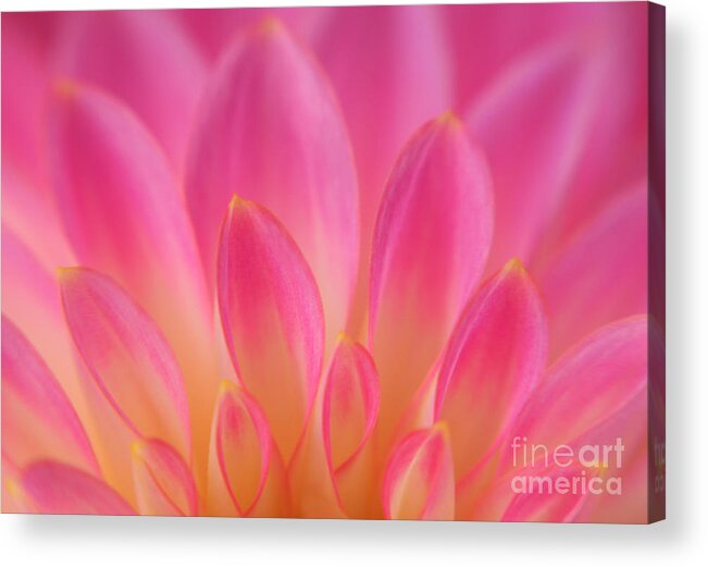 Nature Acrylic Print featuring the photograph Pink Dahlia Close-up by Olivia Hardwicke