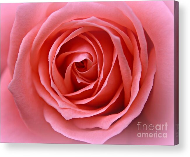 Pink Rose Acrylic Print featuring the photograph Pink Desire by Clare Bevan