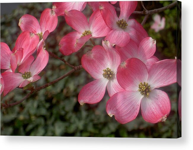 Pink Acrylic Print featuring the photograph Pink Dogwood Delight by Carolyn Jacob