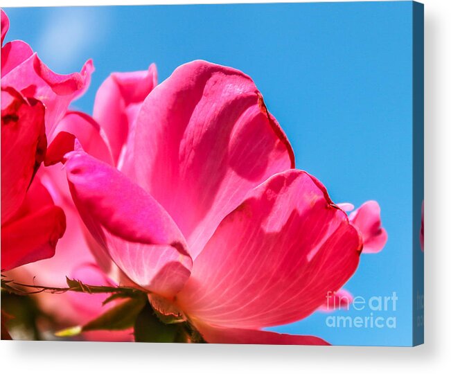 Flower Acrylic Print featuring the photograph Pink Glory by Brandon Hussey