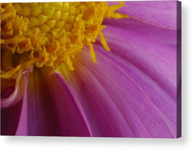 Macro Acrylic Print featuring the photograph Pink Gown by Arthur Fix