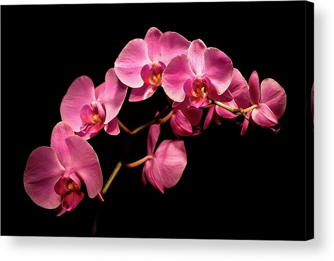Michigan Fine Art Photographer Acrylic Print featuring the photograph Pink Orchids 3 by Onyonet Photo studios