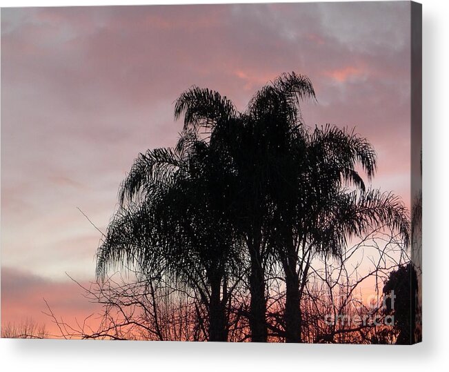 Pink Acrylic Print featuring the photograph Pink Purple Palms by Nora Boghossian