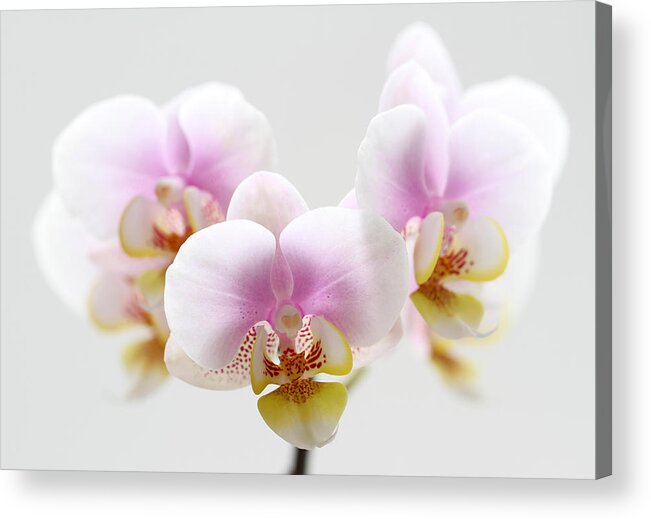 Orchid Acrylic Print featuring the photograph Pink Sensation by Juergen Roth