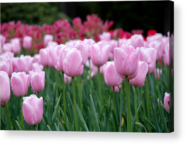 Tulip Acrylic Print featuring the photograph Pink Tulip Garden by Jennifer Ancker