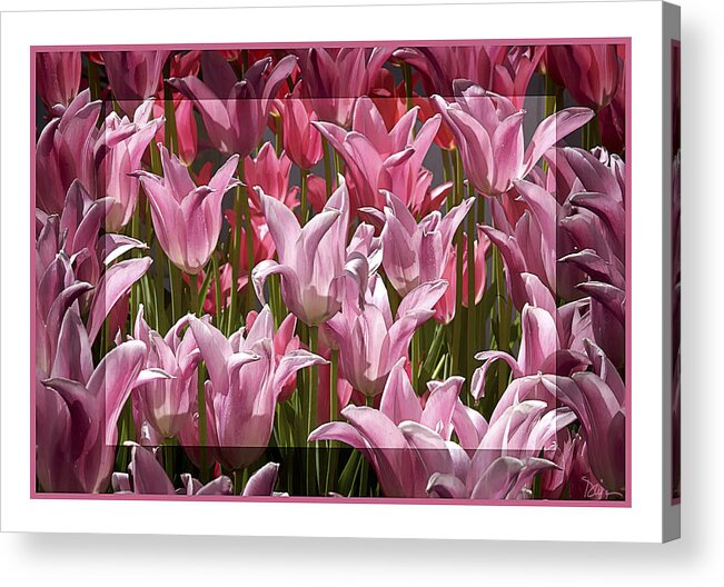 Pink Acrylic Print featuring the photograph Pink Tulip Parade by Peggy Dietz