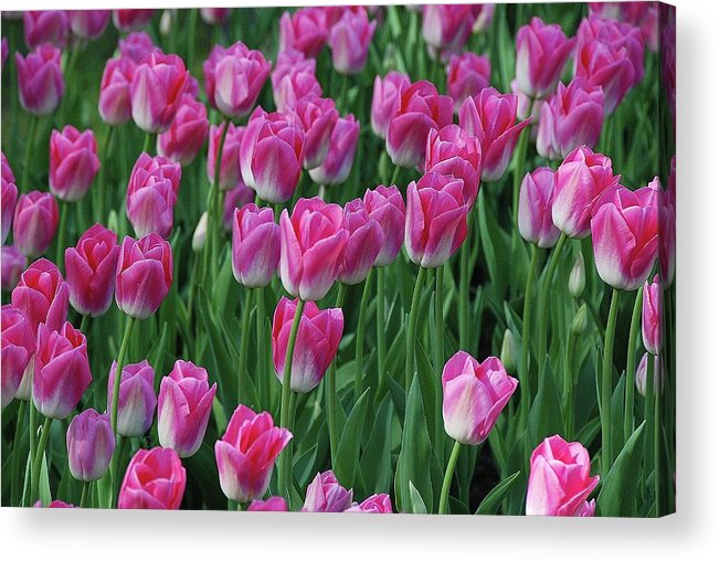 Pink Tulips Acrylic Print featuring the photograph Pink Tulips 2 by Allen Beatty