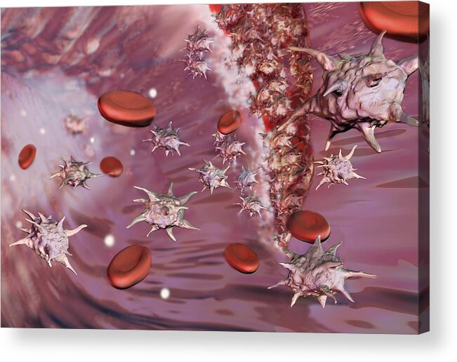 Illustration Acrylic Print featuring the photograph Platelets, Illustration by Spencer Sutton