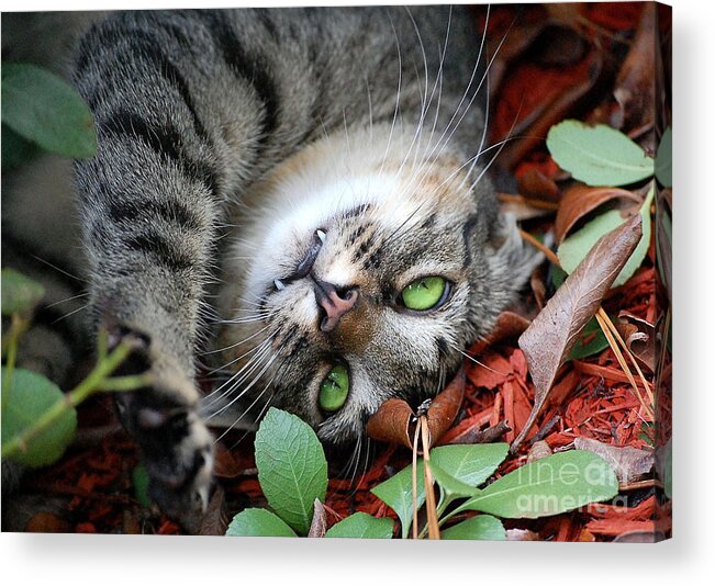 Animals Acrylic Print featuring the photograph Playtime by Kathy Baccari