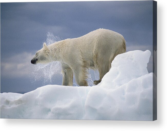 Feb0514 Acrylic Print featuring the photograph Polar Bear Shaking Off Water From Coat by Flip Nicklin