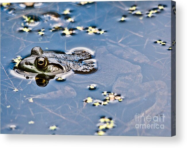 Frog Acrylic Print featuring the photograph Pond Dweller by Cheryl Baxter