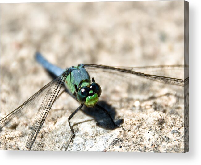 Dragonfly Acrylic Print featuring the photograph Pondhawk upclose by Cheryl Baxter
